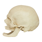 Replica Human Skull - Elderly European Male