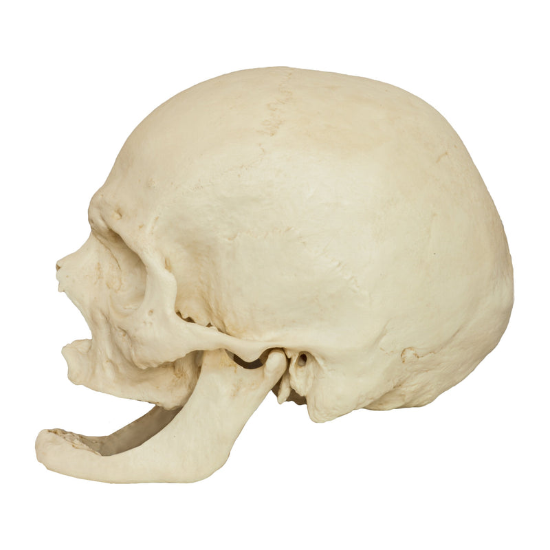 Replica Human Skull - Elderly European Male