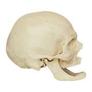Replica Human Skull - Elderly European Male