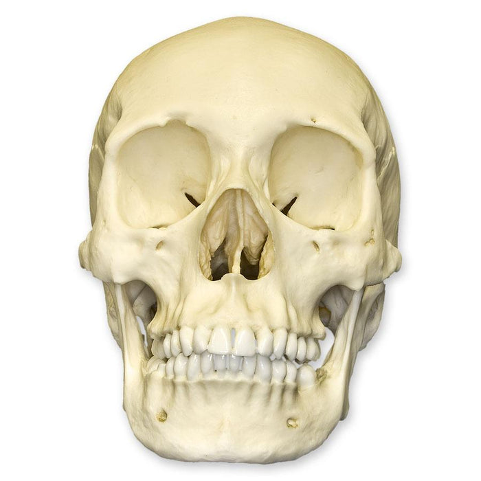 Replica Human Skull - African Female