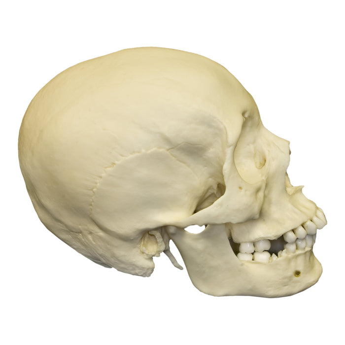 Replica Human Skull - European Female — Skulls Unlimited