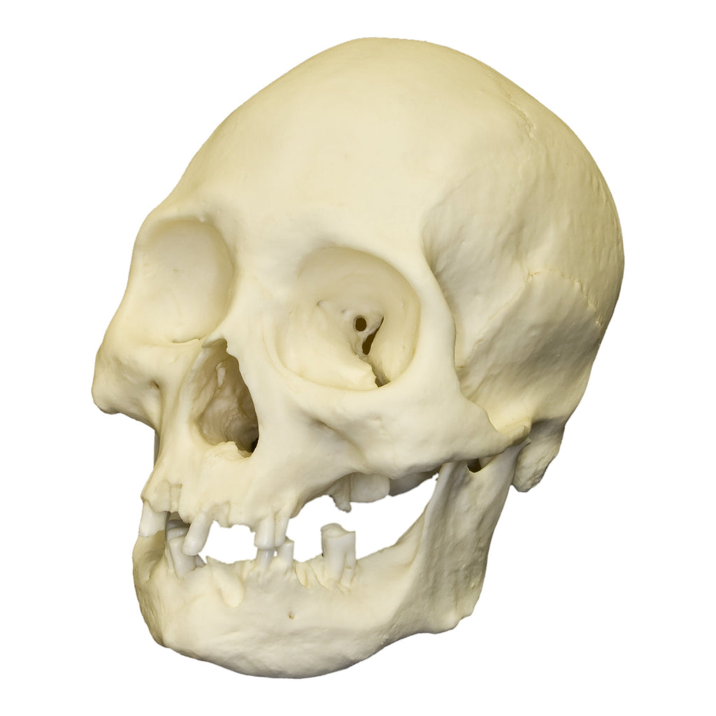 Indian skull (ソイルスティック) 限定SALE中 Human-Female-American-Indian--