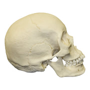 Replica Human Skull - Asian Female