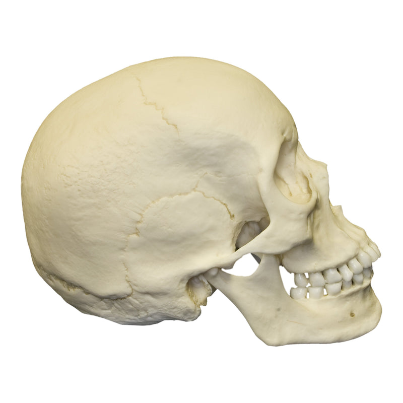 Replica Human Skull - Asian Female