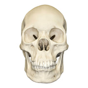 Replica Human Skull - Asian Female