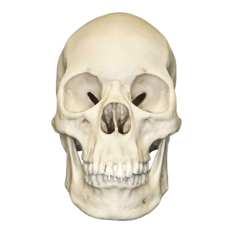 Replica Human Skull - Asian Female