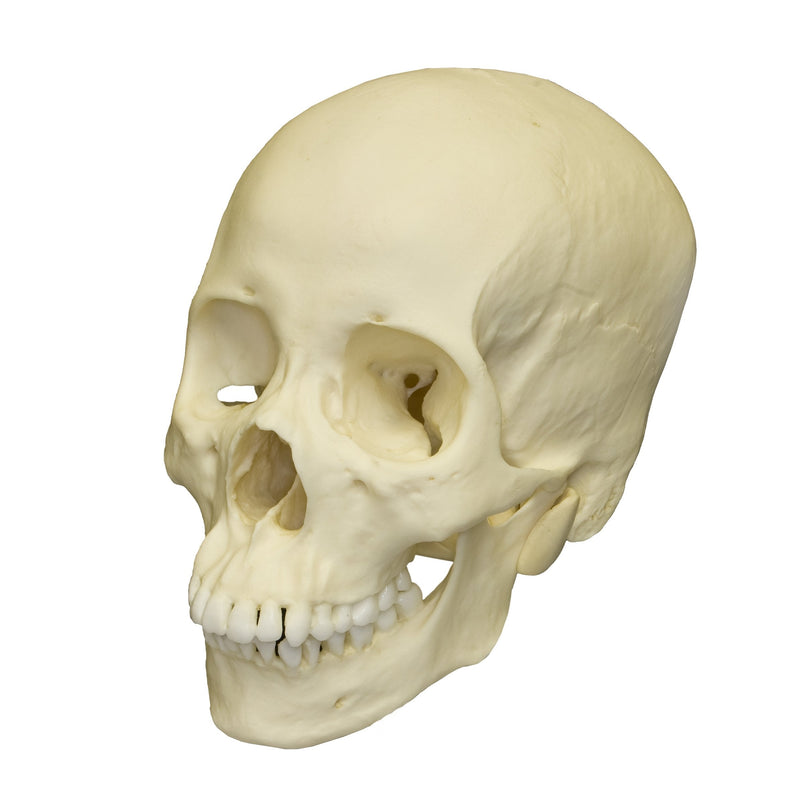 Replica Human Skull - Asian Female
