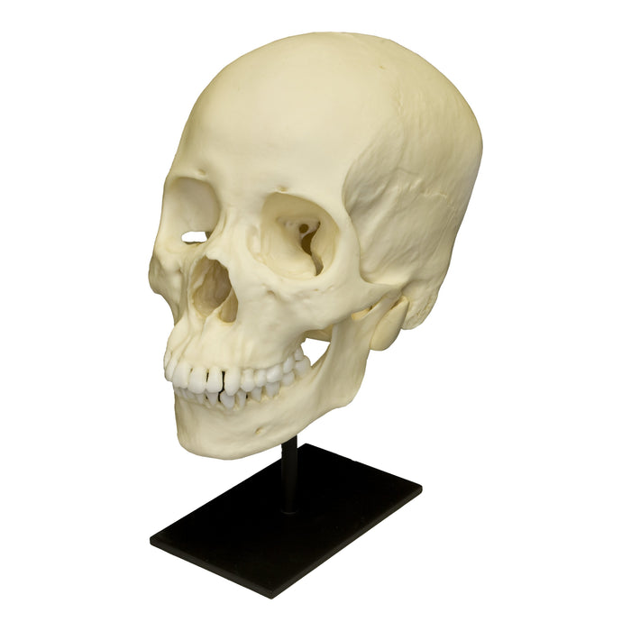 Replica Human Skull - Asian Female