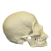 Replica Human Skull - Asian Female