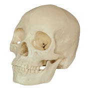 Replica Human Skull - Asian Female (Economy)