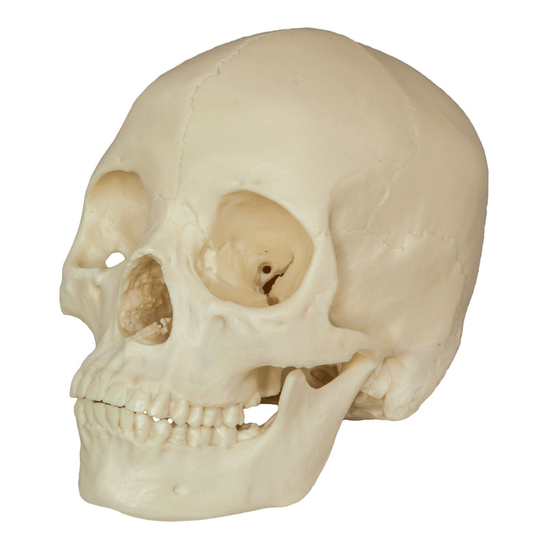 Replica Human Skull - Asian Female (Economy)