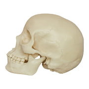Replica Human Skull - Asian Female (Economy)