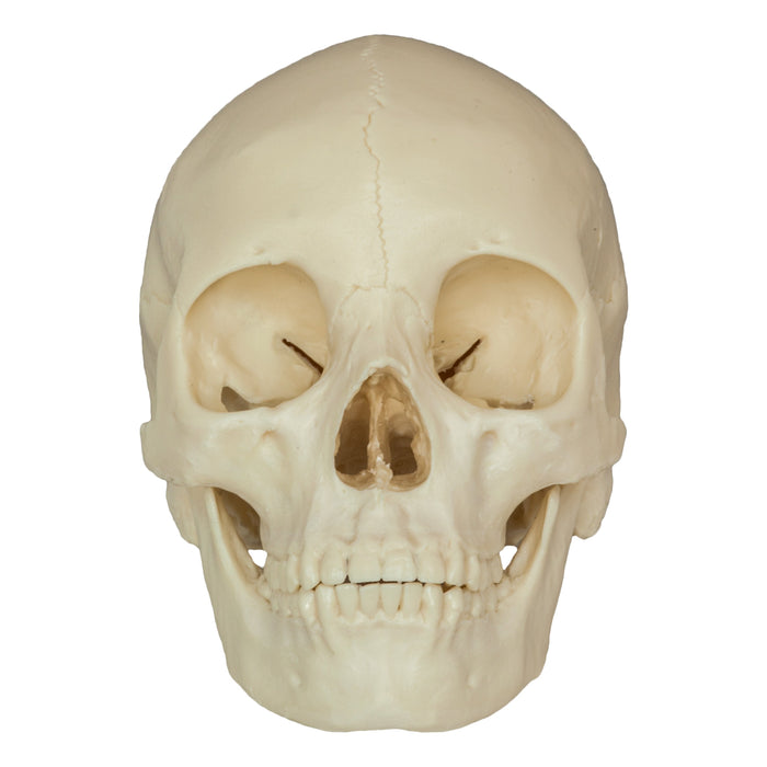 Replica Human Skull - Asian Female
