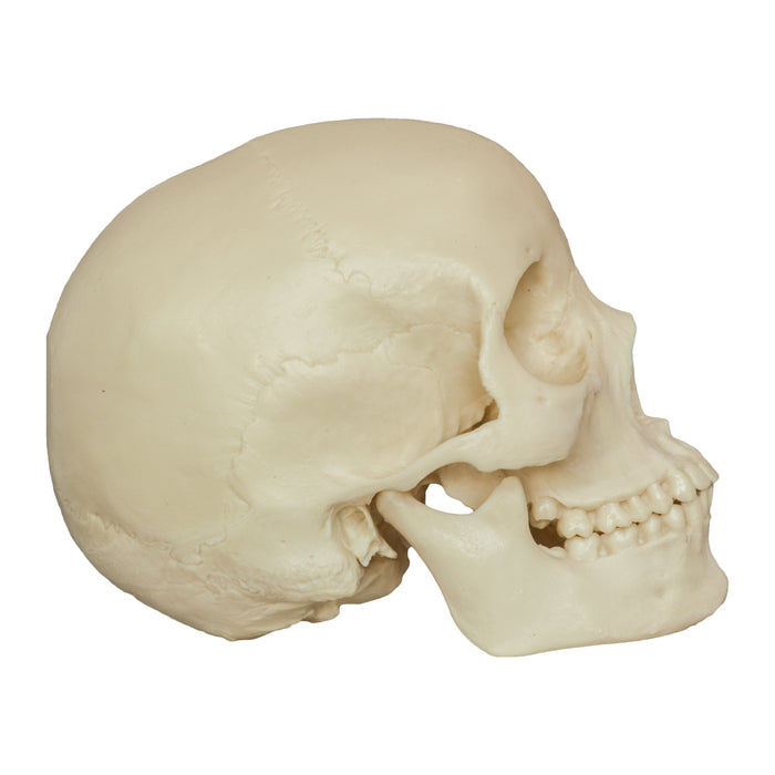 Replica Human Skull - Asian Female