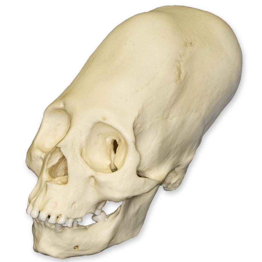 Replica Human Peruvian Female Skull with Cranial Binding, image size:900x900