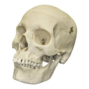 Replica Human Female Medical Quality Skull with Calvarium Cut