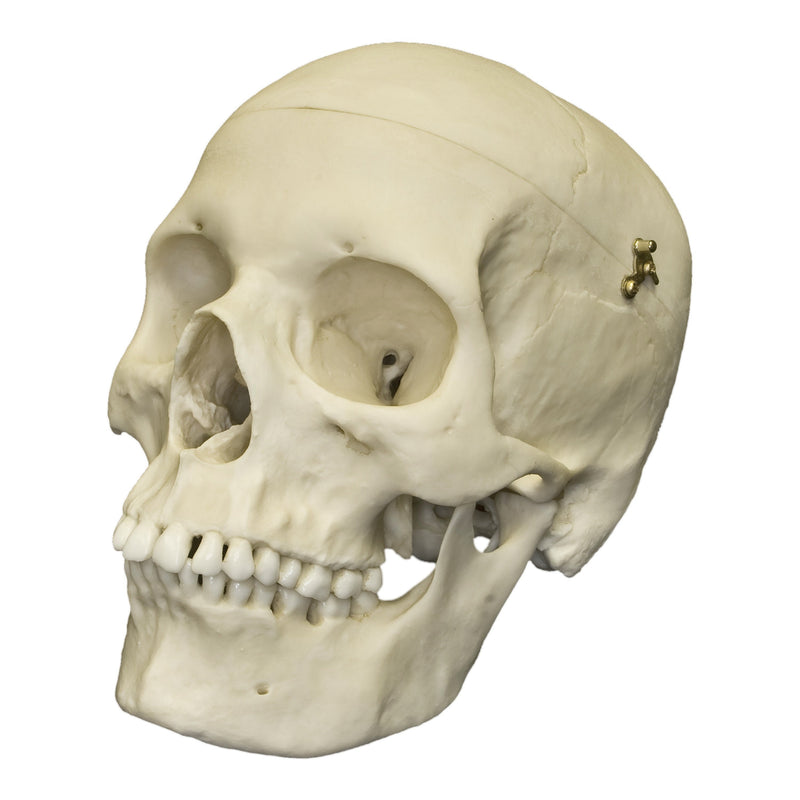 Replica Human Female Medical Quality Skull with Calvarium Cut