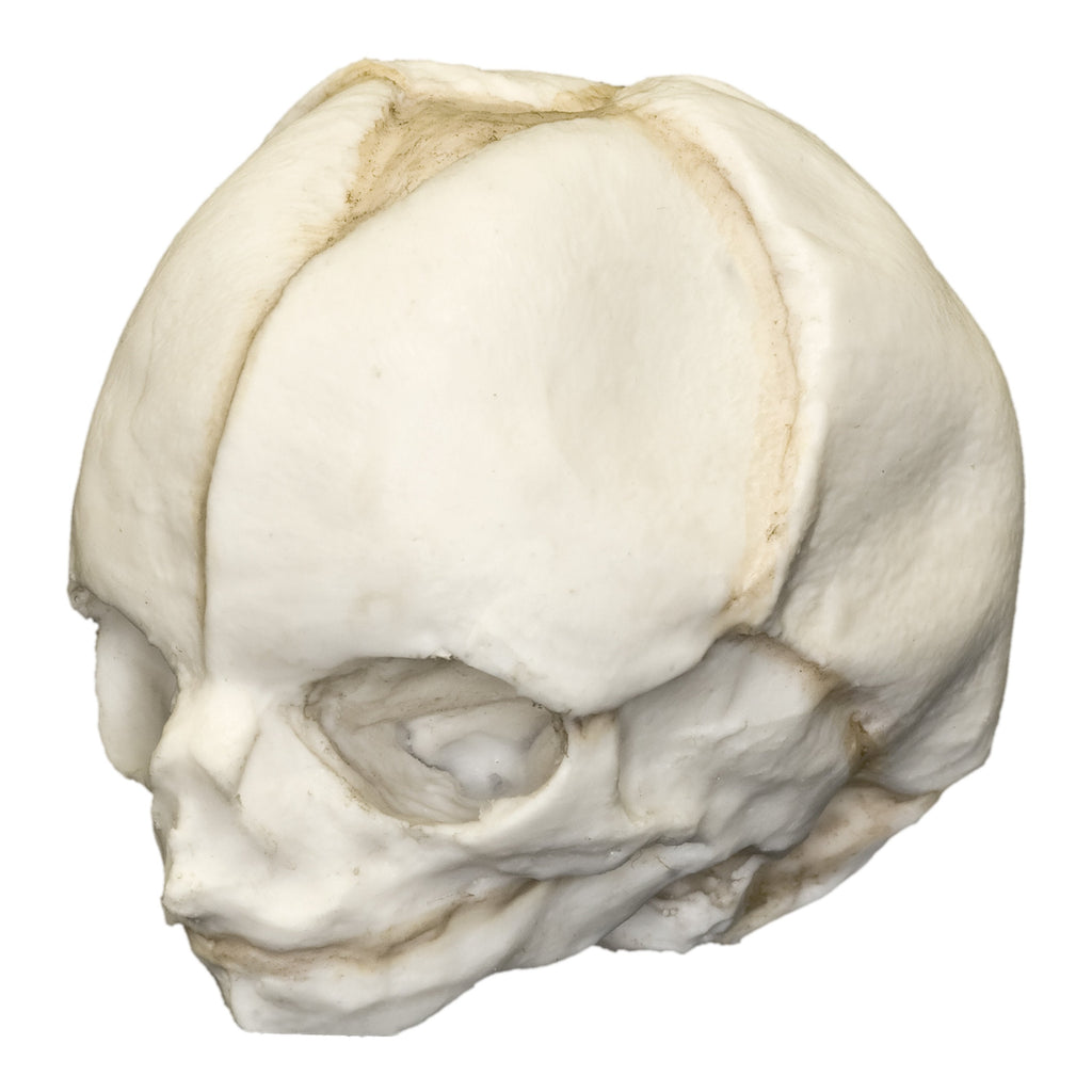 Human-Fetal-20-Weeks--Main__BC