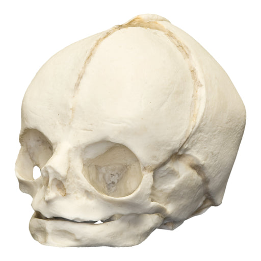 Replica Human Fetal Skull - 29 Weeks