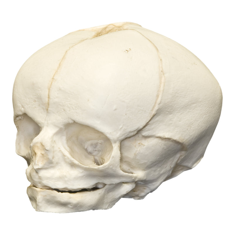 Replica Human Fetal Skull - 34 Weeks