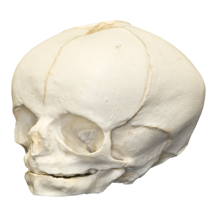 Replica Human Fetal Skull - 34 Weeks