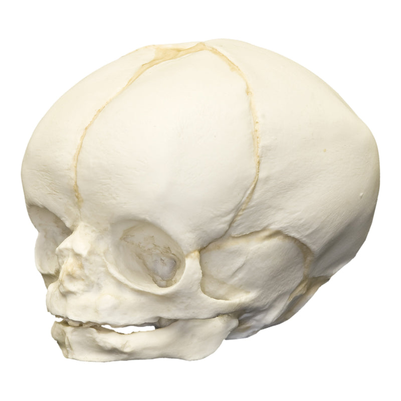 Replica Human Fetal Skull - 35 Weeks