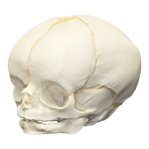 Replica Human Fetal Skull - 35 Weeks