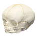 Replica Human Fetal Skull - 35 Weeks