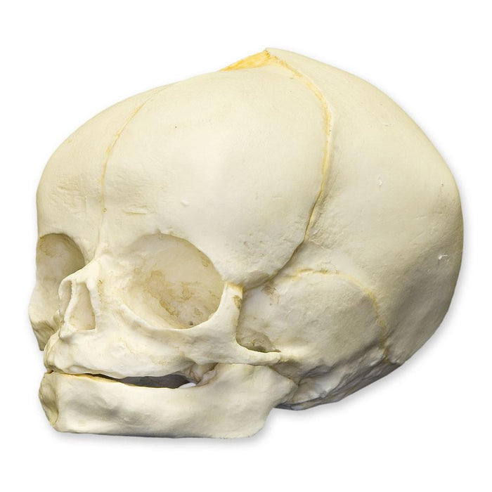 Replica Human Fetal Skull - 40 Weeks