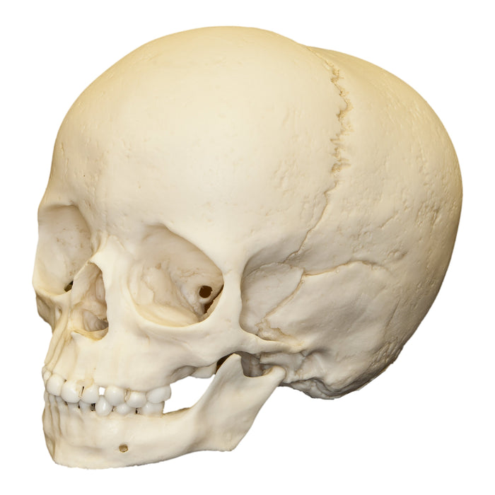 Replica 5-year-old Human Child Archaic Skull