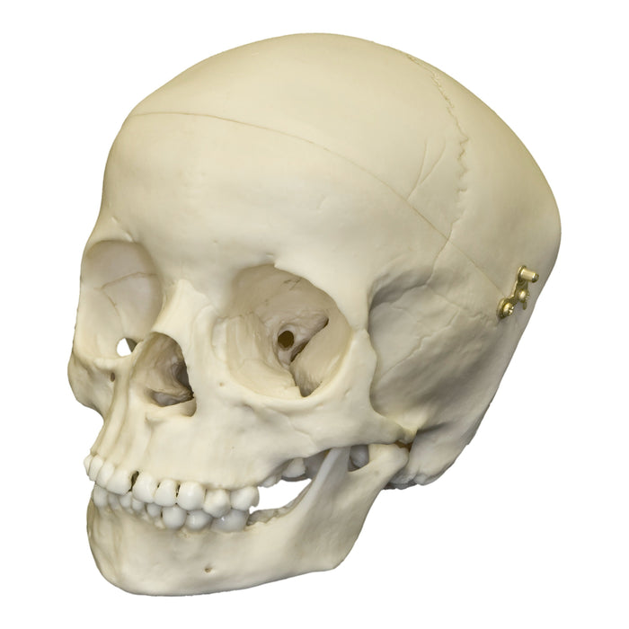 Replica 5-year-old Human Child Skull Calvarium Cut