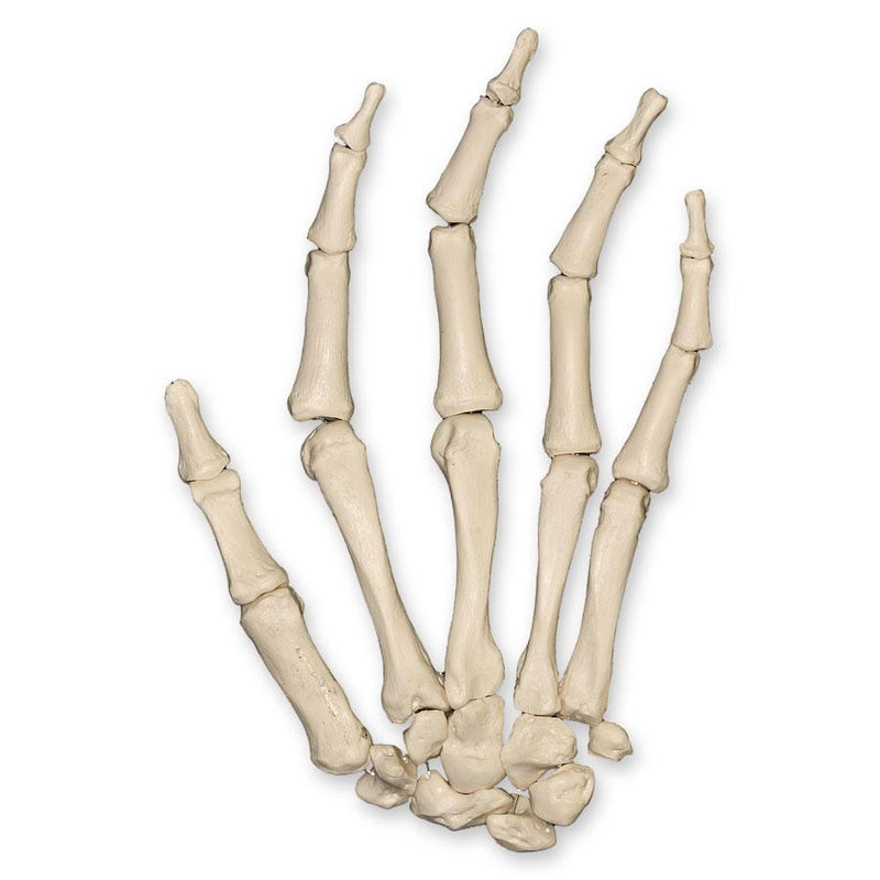 Replica Human Hand Strung on Nylon