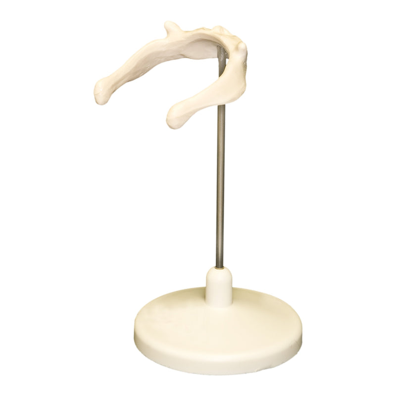 Replica Human Hyoid Bone