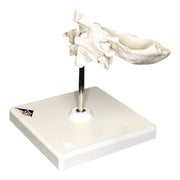Replica Human Individual Bones Atlas and Axis with Occipital