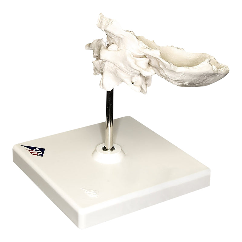 Replica Human Individual Bones Atlas and Axis with Occipital