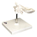 Replica Human Individual Bones Atlas and Axis with Occipital