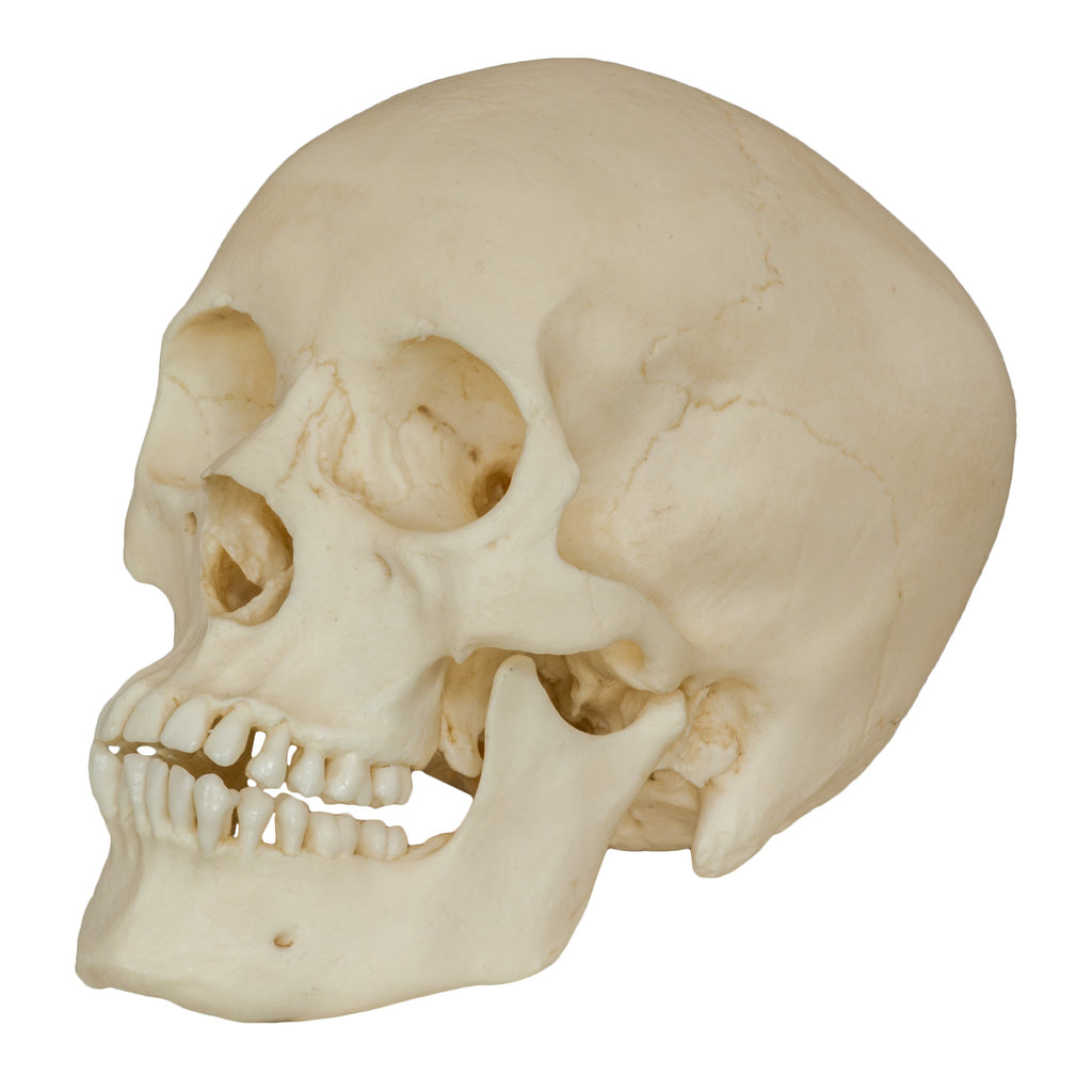 Replica Human Male Adolescent Skull For Sale — Skulls Unlimited