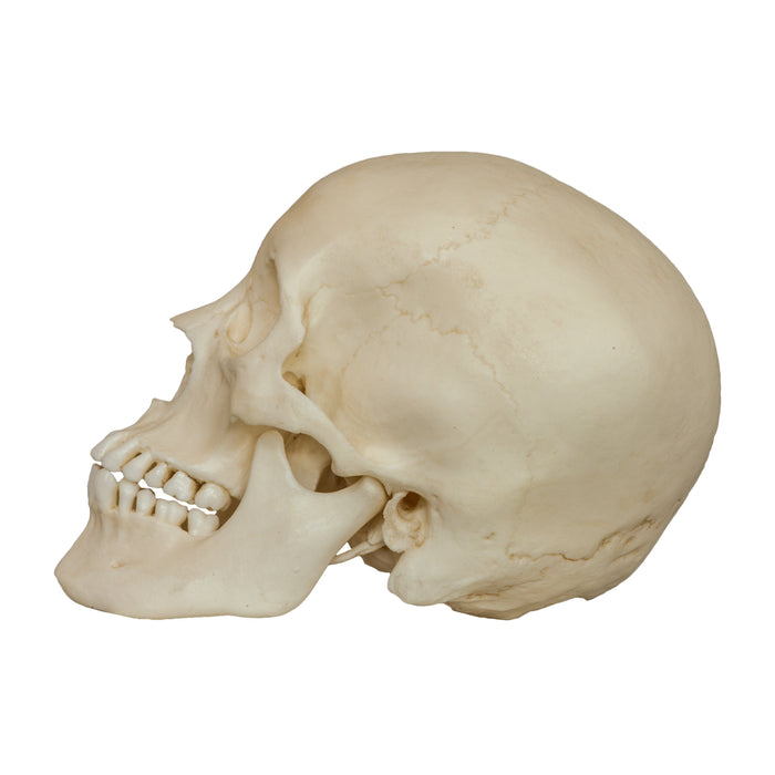 Replica Human Male Adolescent Skull
