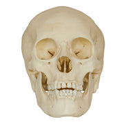 Replica Human Male Adolescent Skull