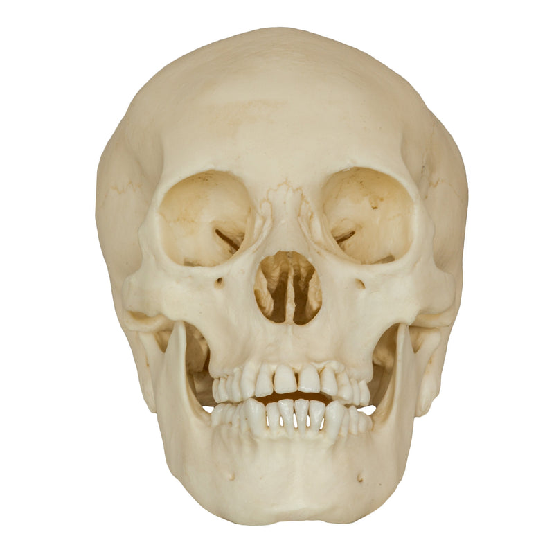 Replica Human Male Adolescent Skull