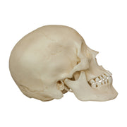 Replica Human Male Adolescent Skull