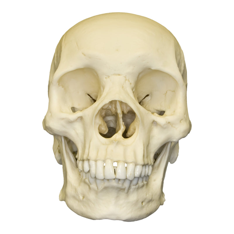Replica Human Skull - African Male