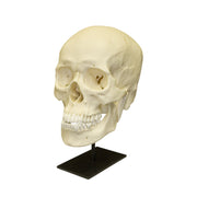 Replica Human Skull - Asian Male