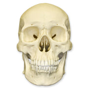 Replica Human Skull - Asian Male