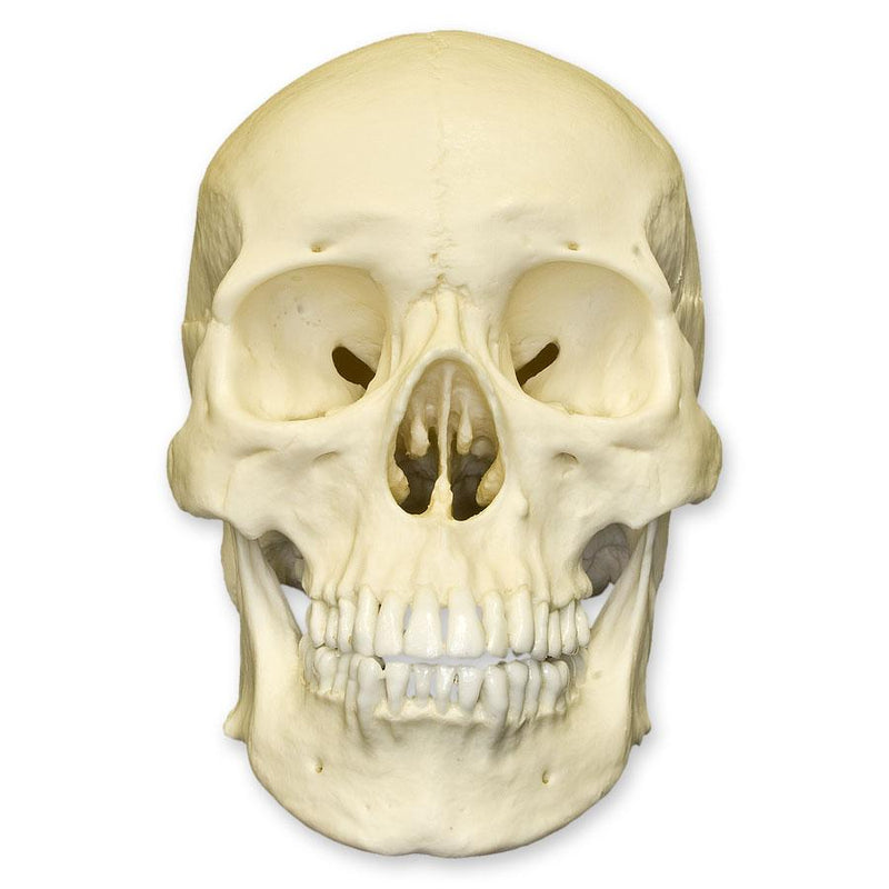 Replica Human Skull - Asian Male