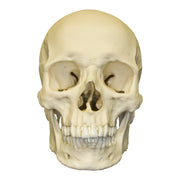 Replica Human Skull - European Male