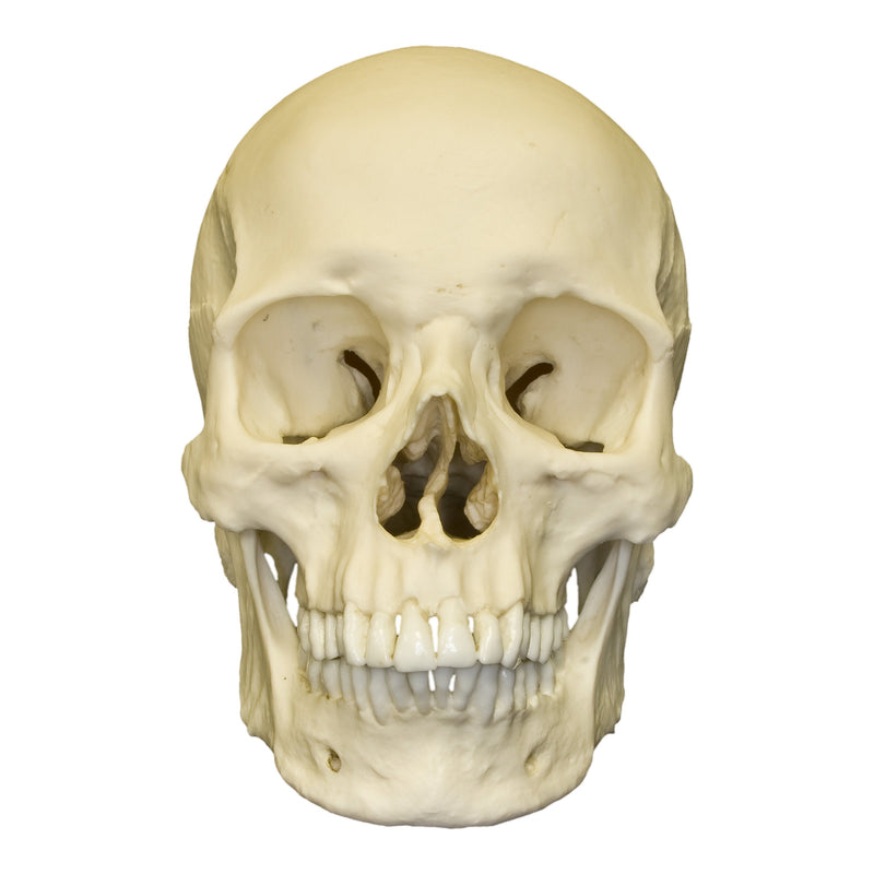 Replica Human Skull - European Male