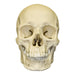 Replica Human Skull - European Male