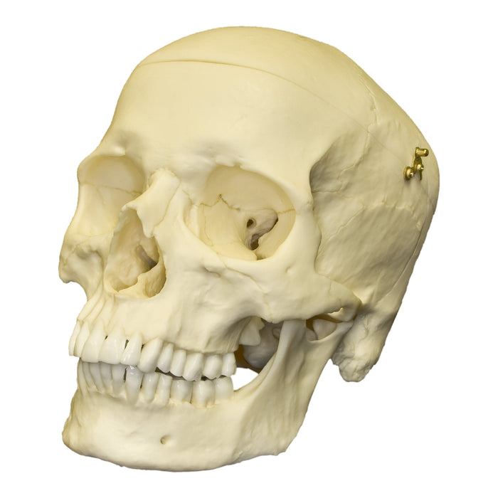 Replica Human Skull with Calvarium Cut - European Male