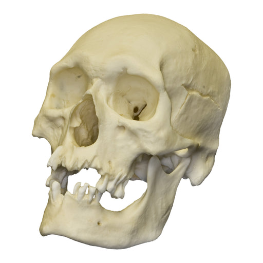 Replica Human Skull - Polynesian Male